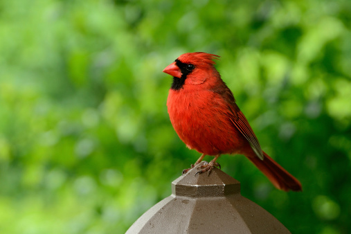 Cardinal Bird on the green