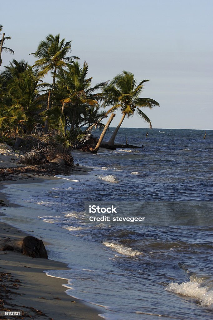 Palmen und Meer - Lizenzfrei Belize Stock-Foto