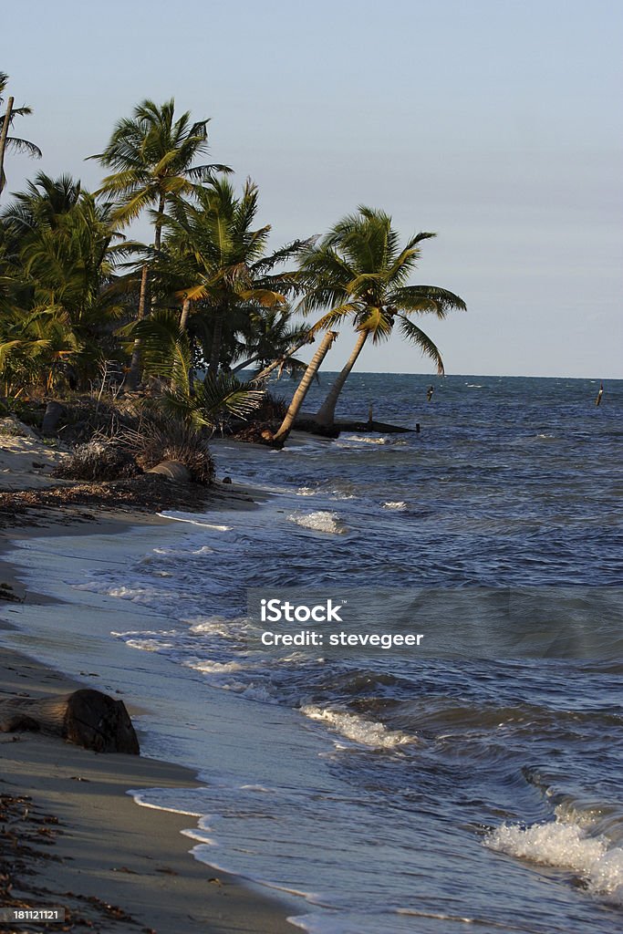 Palmiers et la mer - Photo de Belize libre de droits