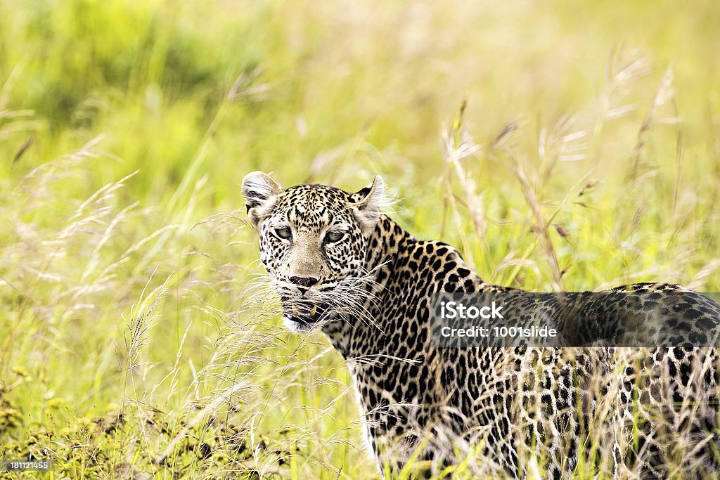 Леопардовый Смотреть в объектив - Стоковые фото Африка роялти-фри