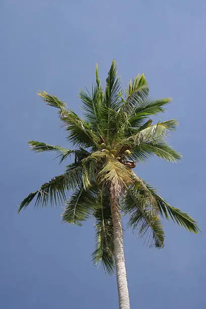 Top of a palm tree against a blue sky.