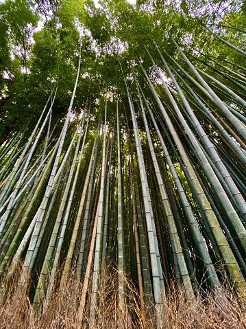 Japan- Kyoto - Arashiyama Bamboo Forest