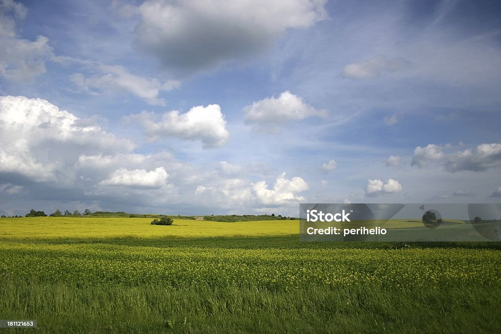 sunny day field second yellow field Agricultural Field Stock Photo