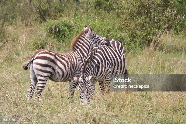 Zebra In Der Masai Mara - Fotografie stock e altre immagini di Africa - Africa, Africa orientale, Ambientazione esterna