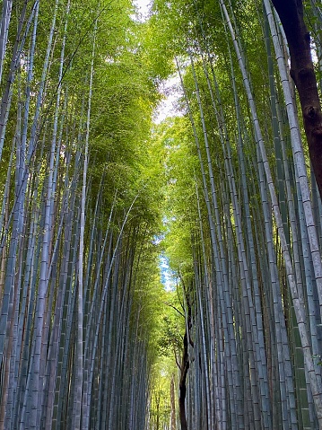 Japan- Kyoto - Arashiyama Bamboo Forest