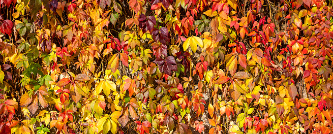 Red leaves of a wild grapes. Autumn leaves of wild grapes with blurred background. Autumn background. Selective focus.