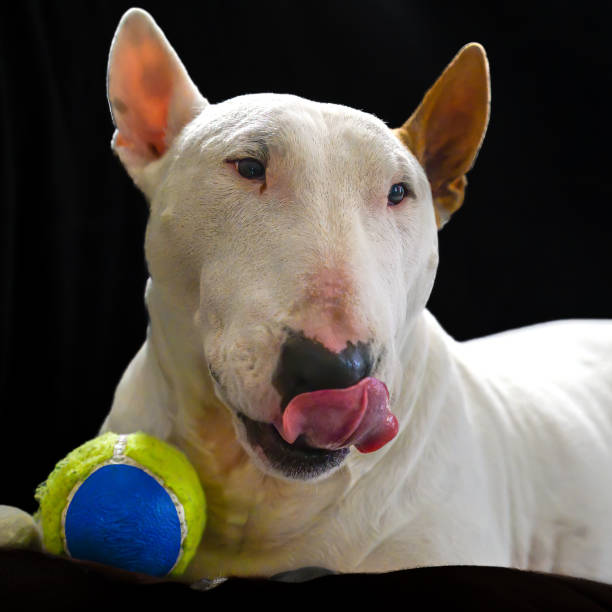 istock Bull Terrier dog breed 1811221490