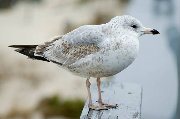 Shore Bird stock photo