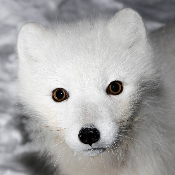 istock Portrait of Young Polar Fox in Night. 181122551