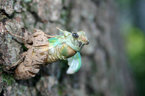 Cicada emerges from it's shell.