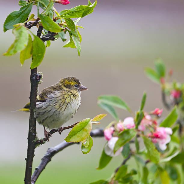 istock Female Eurasian Siskin, Carduelis spinus, with Apple Blossom 181122642