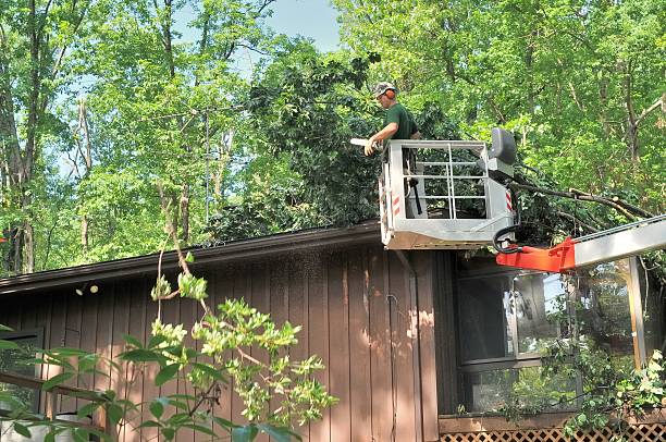 Removing Trees From Roof A forester in a high lift device, Patrick, uses a chain saw, to remove fallen trees from the roof of my house, A branch has been thrown to the ground and sawdust fill the air, tree Services stock pictures, royalty-free photos & images