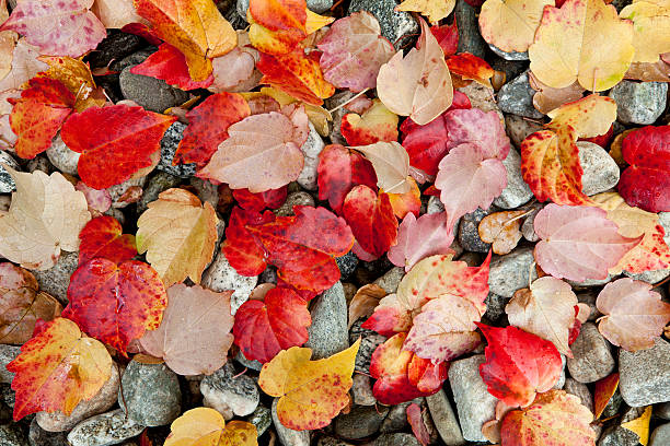 Red, Yellow and Tan Autumn Leaves on Gravel stock photo