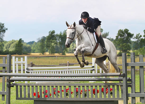 Horse and Rider over Hunter Jump Horse and rider in the Hunter ring. A white Horse and rider in helmet jumps a show jumping course over fences, at a horse show. equestrian show jumping stock pictures, royalty-free photos & images