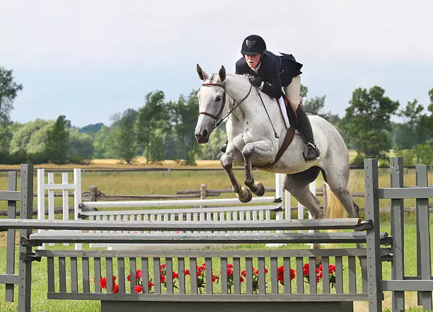 Horse and rider in the Hunter ring. A white Horse and rider in helmet jumps a show jumping course over fences, at a horse show.