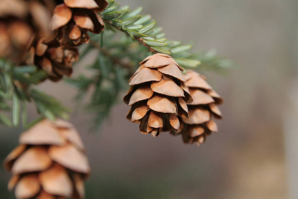 Winter Pine Cones stock photo