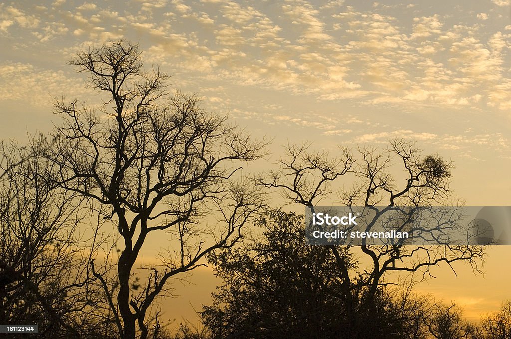 African casquillo de - Foto de stock de Cielo libre de derechos