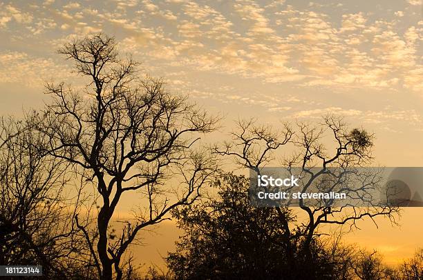 Foto de Sertão Africana e mais fotos de stock de Céu - Fenômeno natural - Céu - Fenômeno natural, Província de Transvaal, Amarelo