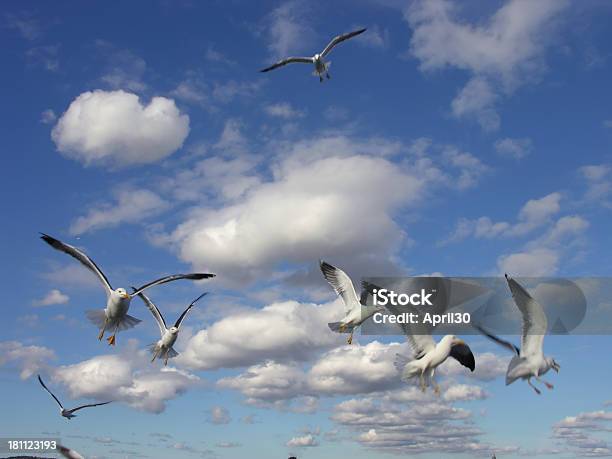 Siete Gaviotas Foto de stock y más banco de imágenes de Agua - Agua, Aire libre, Ala de animal