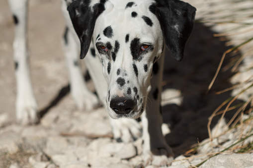 Front portrait of young female Dalmatian in Alcoi, Spain