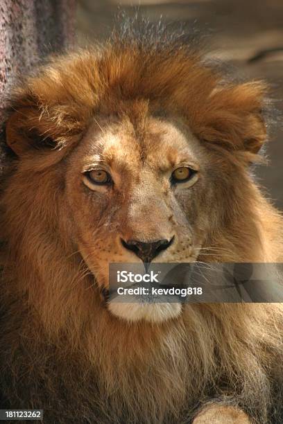 León Foto de stock y más banco de imágenes de Animal - Animal, Belleza de la naturaleza, Cabeza de animal