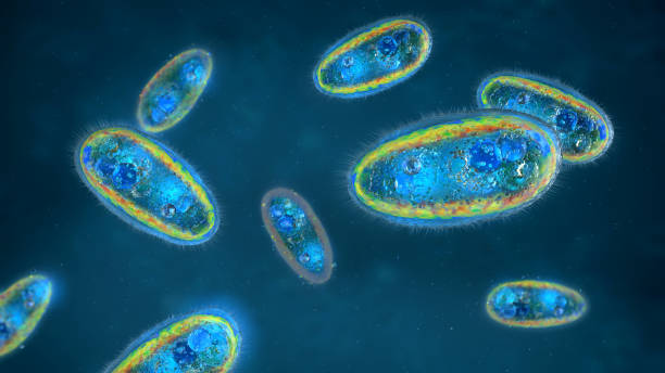 istock Close up of parasitic protozoans a single-celled eukaryotes flowing in liquid - 3d illustration 1811232995