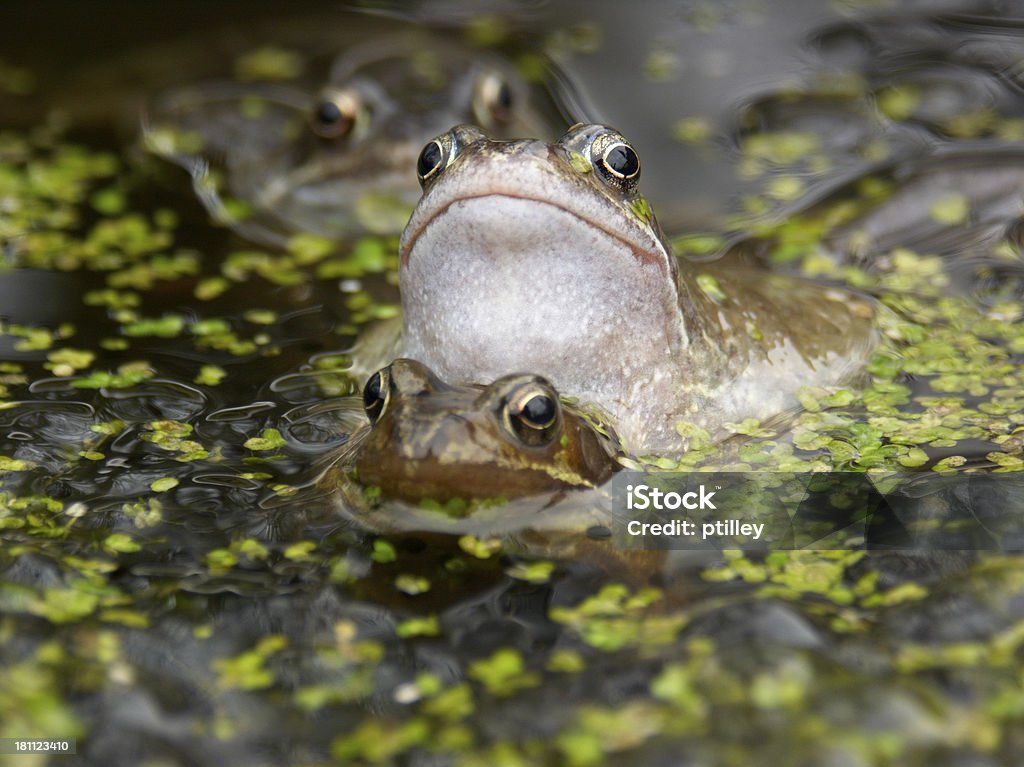 Frogs Augen - Lizenzfrei Amphibie Stock-Foto