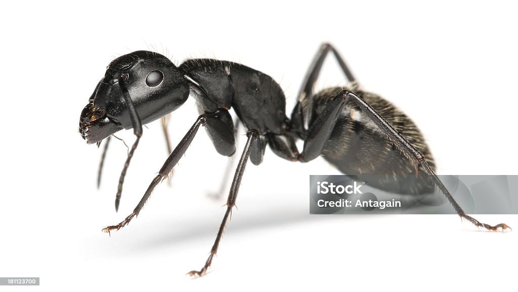 ant Ant C.vagus Ant Stock Photo