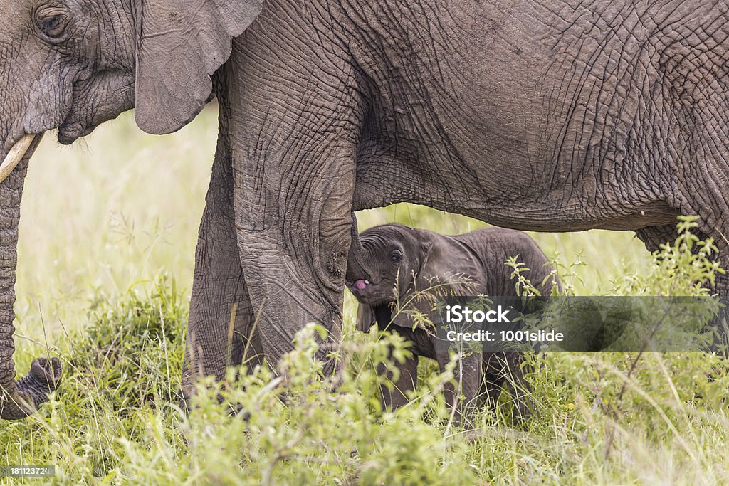 Cría de elefante africano y hambre - Foto de stock de Aire libre libre de derechos