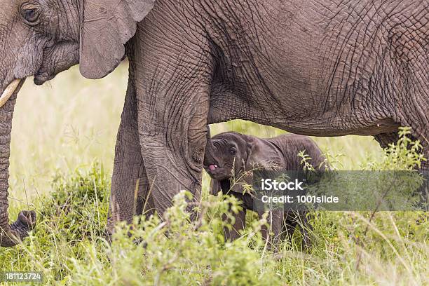 Cría De Elefante Africano Y Hambre Foto de stock y más banco de imágenes de Aire libre - Aire libre, Alimentar, Animal