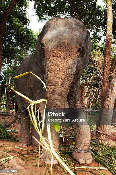 Elefante Alimentação - Fotografias de stock e mais imagens de Alimentar - Alimentar, Animal, Animal Cativo