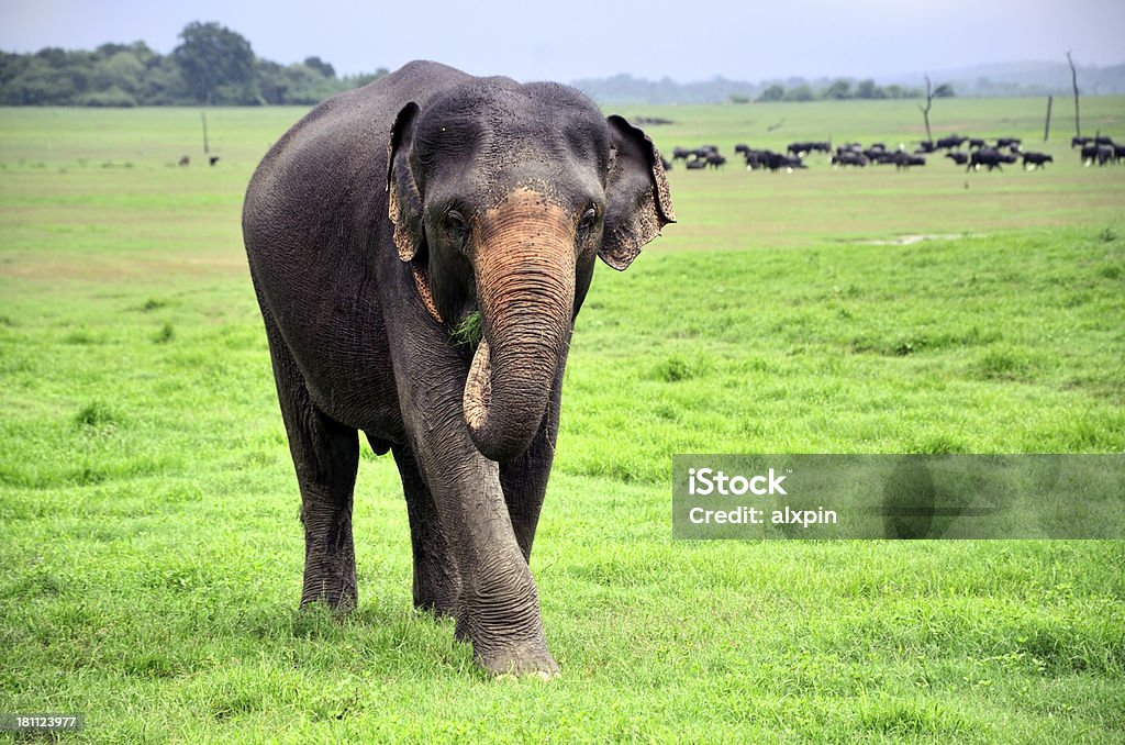 Elefanten - Lizenzfrei Asien Stock-Foto