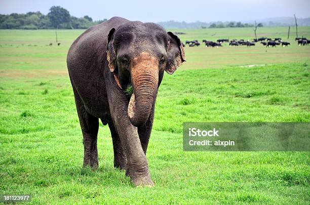 Elefanten Stockfoto und mehr Bilder von Asien - Asien, Baum, Dickhäuter