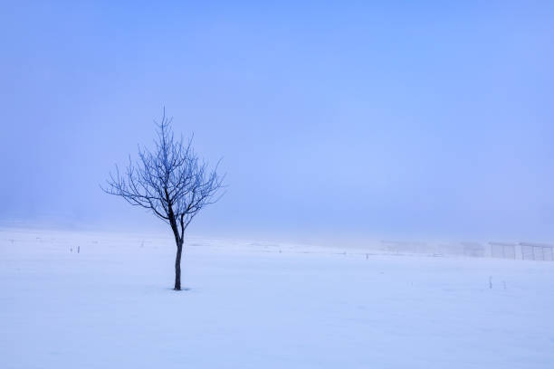 ein einsamer schwarzer baum auf einem verschneiten feld vor einem hellen himmel im dunst - apres ski snow mountain loneliness stock-fotos und bilder