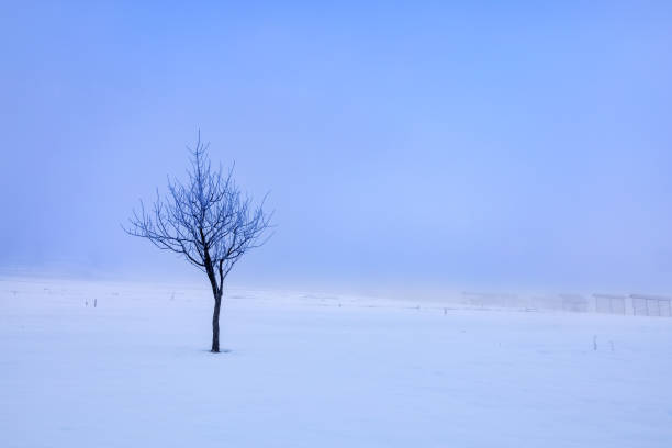 un arbre noir solitaire sur un champ enneigé contre un ciel clair dans une brume - apres ski snow mountain loneliness photos et images de collection