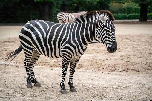 A zebra in its enclosure at Teruntum Zoo.