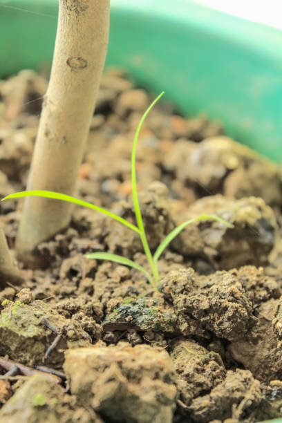 istock Close-up of the tiny green twig with the soil. 1811242678