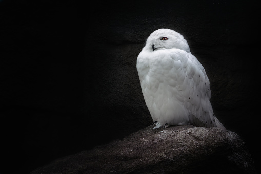 White Snowy Owl (bubo scandiacus)