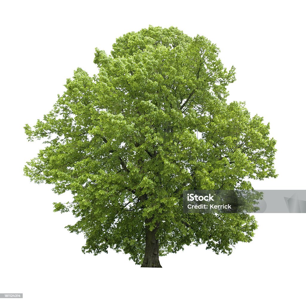 Baum im Frühjahr isoliert auf weiss große basswood - Lizenzfrei Amerikanische Linde Stock-Foto