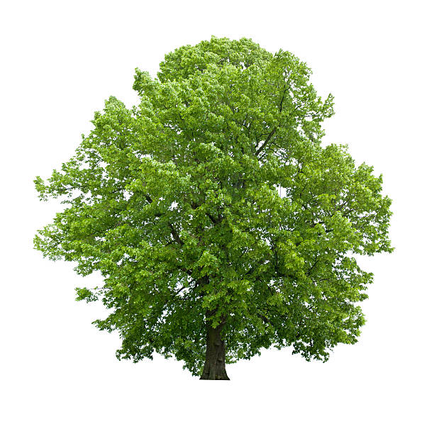 istock Tree in spring - isolated on white huge basswood 181124314