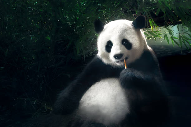 竹を食べるジャイアントパンダ(ailuropoda melanoleuca) - panda giant panda china eating ストックフォトと画像