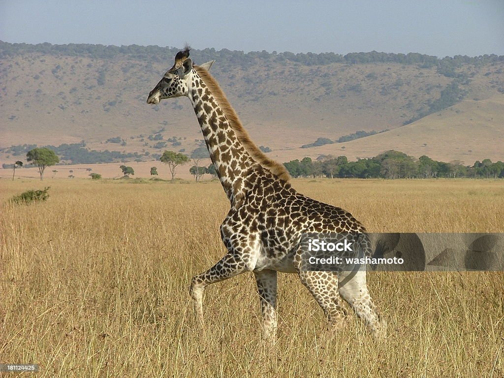 Giraffe - Lizenzfrei Afrika Stock-Foto