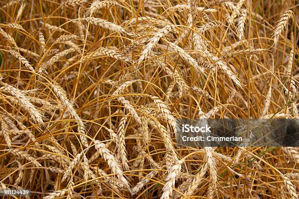 Gold Пшеница — стоковые фотографии и другие картинки Без людей - Без людей, Горизонтальный, Еда