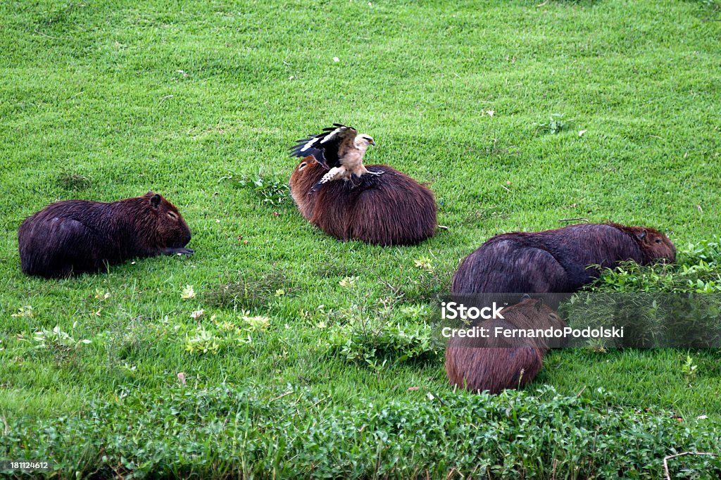 Capibara - Foto stock royalty-free di Ambientazione esterna