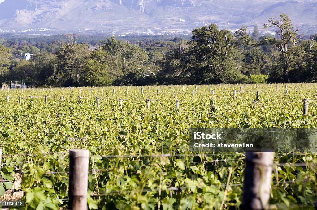 De videira - Royalty-free Agricultura Foto de stock