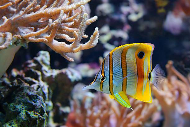 istock Copperband Butterflyfish (Chelmon rostratus), also commonly called the Beak Coralfish 181124675