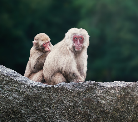 Japanese Macaque or Snow Monkey Grooming (macaca fuscata)