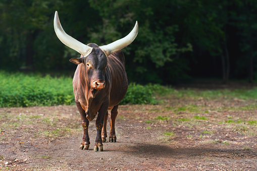 Ankole-Watusi Cattle or African Longhorn (bos taurus taurus watusi)