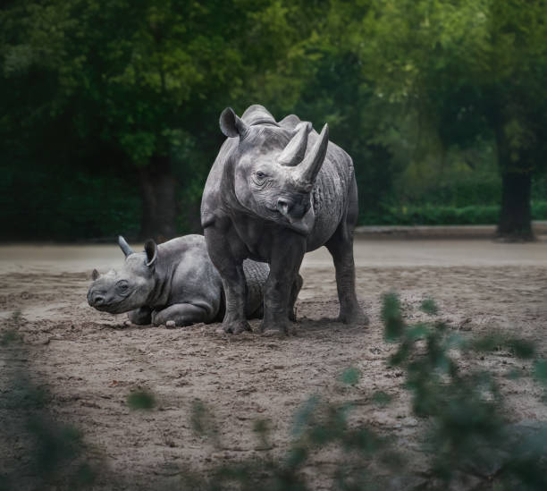 black rhinoceros couple (diceros bicornis) - bicornis imagens e fotografias de stock