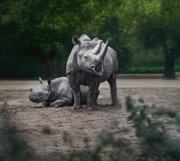 пара черных носорогов (diceros bicornis) - bicornis стоковые фото и изображения
